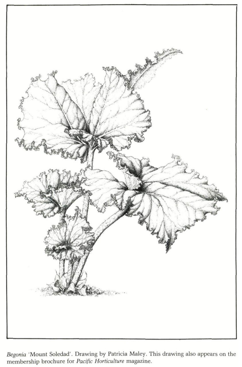 B. ‘Mount Soledad’